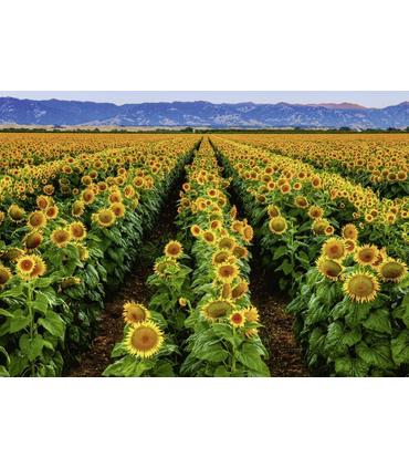 puzzle-campo-de-girasoles-1000-pz