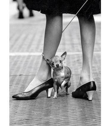 puzzle-life-magazine-chihuaua-1000pz