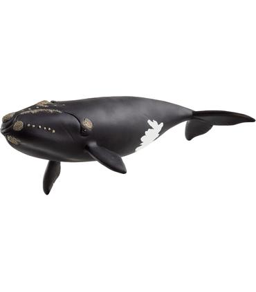 ballena-franca-glacial