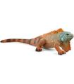 Iguana