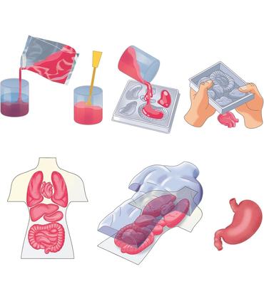 kit-anatomia-squishy-organs