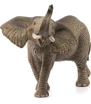 elefante-africano-macho